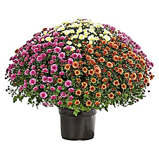 Piardino Crisantemo (Chrysanthemum indicum Trio, Tamaño de maceta: 19 cm, Multicolor)