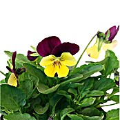 Piardino Violeta de los Pirineos (Viola cornuta, Tamaño de maceta: 9 cm, En función de la variedad)