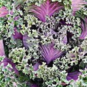 Piardino Col ornamental (Brassica, Tamaño de maceta: 12 cm, Multicolor)