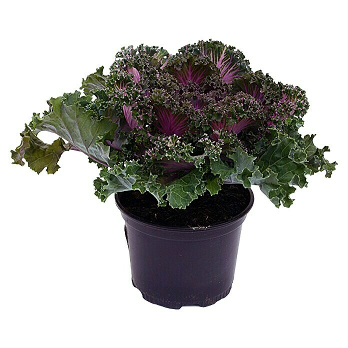 Piardino Col ornamental (Brassica, Tamaño de maceta: 12 cm, Multicolor)