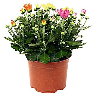 Piardino Crisantemo (Chrysanthemum indicum Hybride, Tamaño de maceta: 14 cm, En función de la variedad)