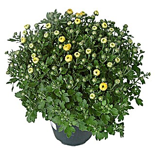 Piardino Crisantemo (Chrysanthemum indicum Hybride Garden Mums, Tamaño de maceta: 12 cm, Amarillo)