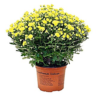 Piardino Crisantemo (Chrysanthemum indicum Hybride, Tamaño de maceta: 17 cm, En función de la variedad)