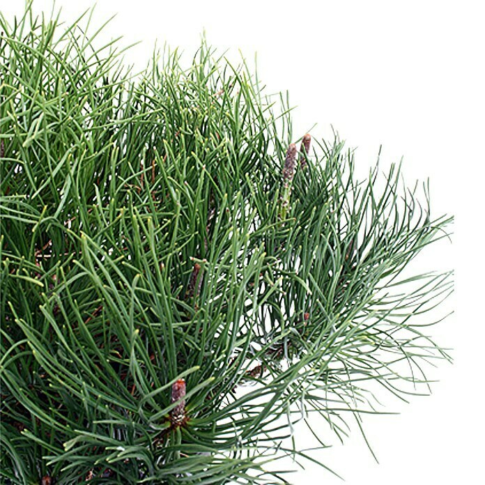 Piardino Berg-Kiefer (Pinus mugo , Topfgröße: 2 l)