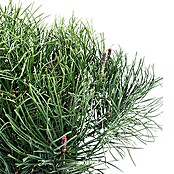 Piardino Berg-Kiefer (Pinus mugo , Topfgröße: 2 l)