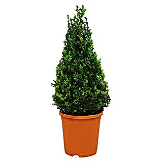 Piardino Buchsbaum (Buxus sempervirens)