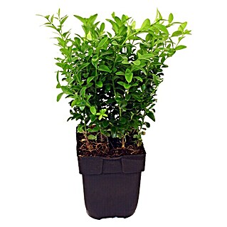 Piardino Buchsbaum (Buxus sempervirens)