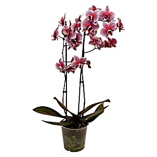 Piardino Schmetterlingsorchidee (Phalaenopsis Hybride, Topfgröße: 12 cm, Blütenfarbe: Pink gefärbt, Anzahl Triebe: 2, Aufrecht)