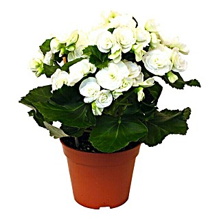 Piardino Begonie (Begonia elatior, Topfgröße: 14 cm, Weiß)