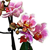 Phalaenopsis Hybriden 12 in Keramik Crem