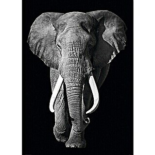 Decoratief paneel (Kings of Nature - elephant, b x h: 100 x 140 cm)