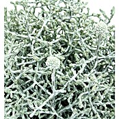 Piardino Silberkörbchen (Calocephalus brownii, Topfgröße: 11 cm, Silberblau)