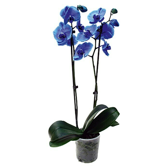Piardino Schmetterlingsorchidee (Phalaenopsis Hybride, Topfgröße: 12 cm, Blau, Anzahl Triebe: 2, Aufrecht)