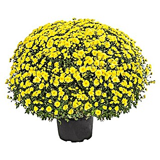 Piardino Crisantemo (Chrysanthemum indicum Hybride, Tamaño de maceta: 19 cm, En función de la variedad)