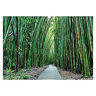 Fototapete Bambus (B x H: 368 x 254 cm, Papier)