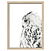 ProArt Gerahmtes Bild Snow Owl (B x H: 33 x 43 cm)