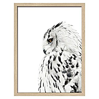 ProArt Bild (Snow Owl, B x H: 33 x 43 cm)