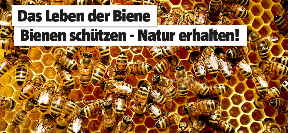 Bienen schützen und dadurch die Natur erhalten