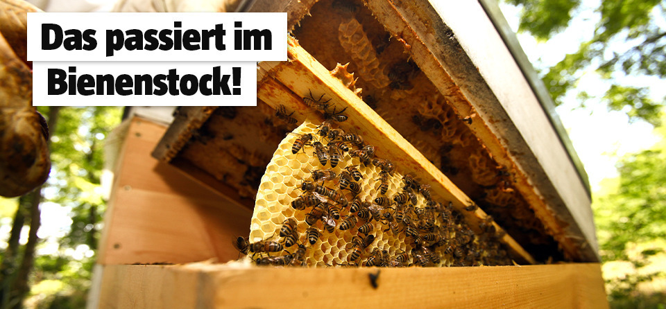 Das Leben der Biene im Bienenstock
