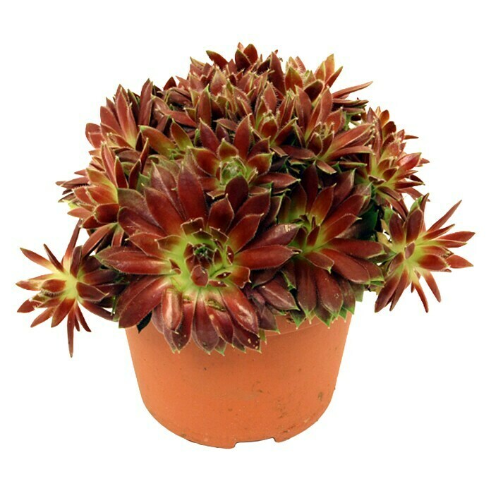 Piardino Hauswurz (Sempervivum, Topfgröße: 14 cm, Blattfarbe: Rot)