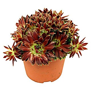 Piardino Consolva (Sempervivum, Tamaño de maceta: 14 cm, Rojo)