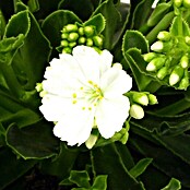Levisia (Lewisia cotyledon, Tamaño de maceta: 13 cm, Color de flor: En función de la variedad)