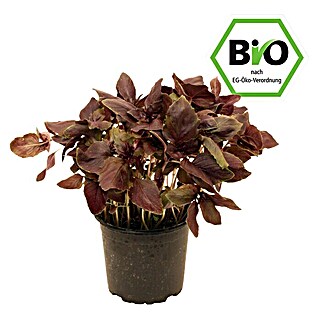 Piardino Basilikum (Ocimum basilicum, Topfgröße: 12 cm, Blattfarbe: Rot)