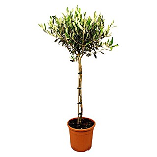 Piardino Olivenbaum (Olea europaea, Topfgröße: 20 cm, Aktuelle Wuchshöhe: 80 cm)