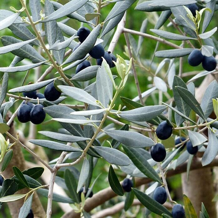 Piardino Olivenbaum (Olea europaea, Topfgröße: 20 cm)