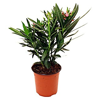 Piardino Adelfa (Nerium oleander, Tamaño de maceta: 14 cm, En función de la variedad)