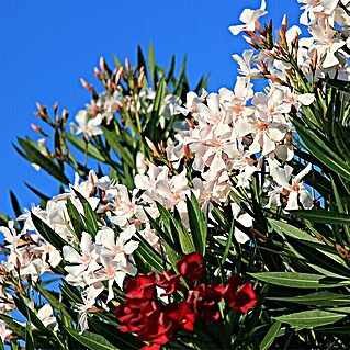 Piardino Oleander Stamm (Nerium oleander, Topfgröße: 17 cm, Blütenfarbe: Sortenabhängig)