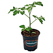Piardino Tomate cereza (Solanum lycopersicum var. cerasifo, Tamaño de maceta: 10 cm)