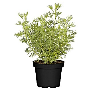 Blu Bio Colakraut (Artemisia abrotanum var. maritima)