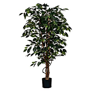 Ficus benjamina (Altura: 150 cm, Plástico, Verde)