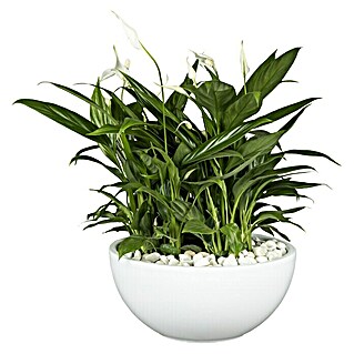 Piardino Einblatt in Keramikschale (Spathiphyllum floribundum , Topfgröße: 25 cm, Blütenfarbe: Weiß)