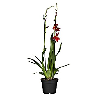 Piardino Orchidee Cambria Nelly Isler (Cambria vuylstekeara Nelly Isler, Topfgröße: 12 cm, Rot, Anzahl Triebe: 2 Stk.)