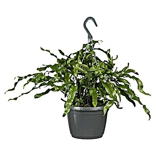 Piardino Känguru-Farn Ampel (Microsorum diversifolium, Topfgröße: 18 cm)