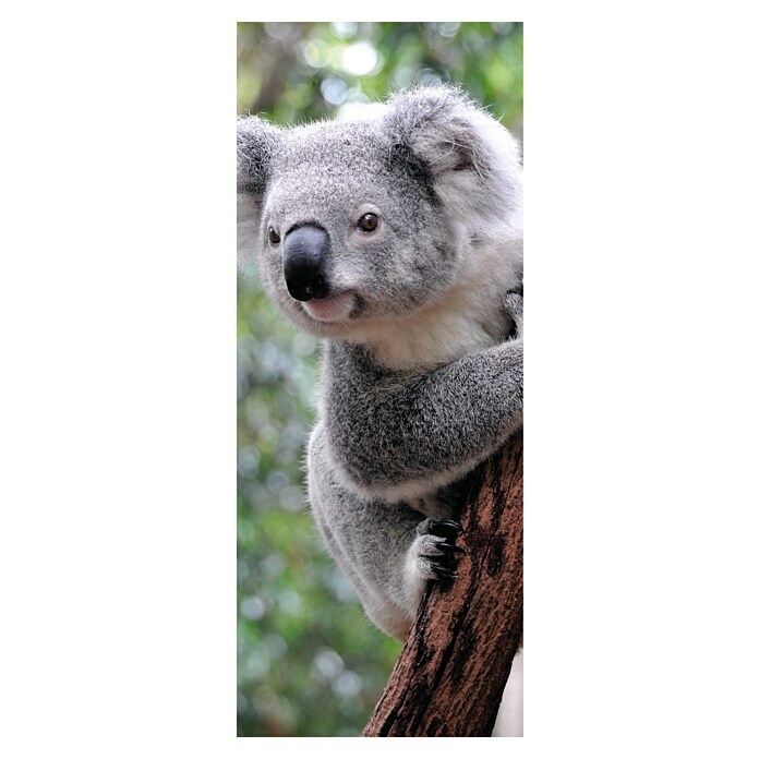 SanDesign Alu-Verbundplatte Cute Koala