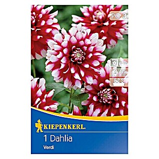 Kiepenkerl Herbstblumenzwiebeln Beet-Dahlie (Dahlia 'Verdi', Rot/Weiß, Gefüllt, 1 Stk.)