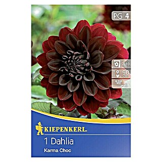 Kiepenkerl Herbstblumenzwiebeln Deko-Dahlie (Dahlia 'Karma Choc', Schwarzrot, 1 Stk.)