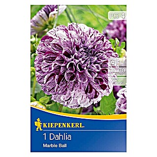 Kiepenkerl Herbstblumenzwiebeln Ball-Dahlie (Dahlia 'Marble Ball', Dunkel-, Hellviolett gesprenkelt, 1 Stk.)