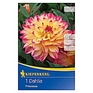 Kiepenkerl Herbstblumenzwiebeln Deko-Dahlie (Dahlia 'Prinzess', Gelb/Pink, 1 Stk.)