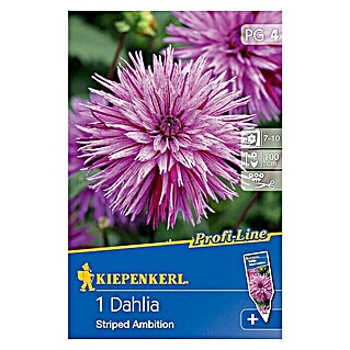 Kiepenkerl Profi-Line Herbstblumenzwiebeln (Dahlia 'Striped Ambition', Violett-Rosa gesprenkelt, 1 Stk.)