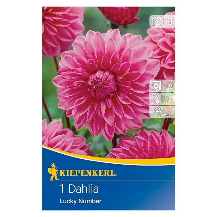 Kiepenkerl Herbstblumenzwiebeln Deko-Dahlie 