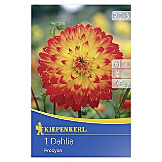 Kiepenkerl Herbstblumenzwiebeln Deko-Dahlie (Dahlia 'Procyon', Rot/Gelb, 1 Stk.)