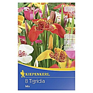 Kiepenkerl Sommerblumenzwiebeln Tigerblume (Tigridia pavonia, 8 Stk.)