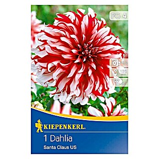 Kiepenkerl Herbstblumenzwiebeln Beet-Dahlie (Dahlia 'Santa Claus', Rot/Weiß, Gefüllt, 1 Stk.)