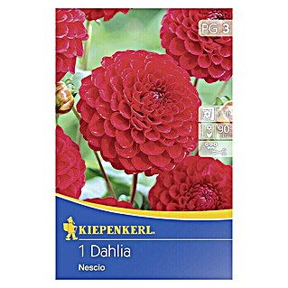 Kiepenkerl Herbstblumenzwiebeln Pompon-Dahlien (Dahlia 'Nescio', Rot, 1 Stk.)