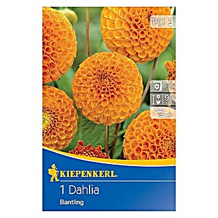 Kiepenkerl Herbstblumenzwiebeln Pompon-Dahlien (Dahlia 'Bantling', Orange, 1 Stk.)