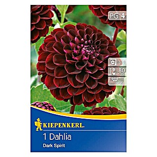 Kiepenkerl Herbstblumenzwiebeln Pompon-Dahlien (Dahlia 'Dark Spirit', Dunkelrot, 1 Stk.)